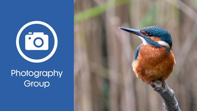 Kingfisher on a branch